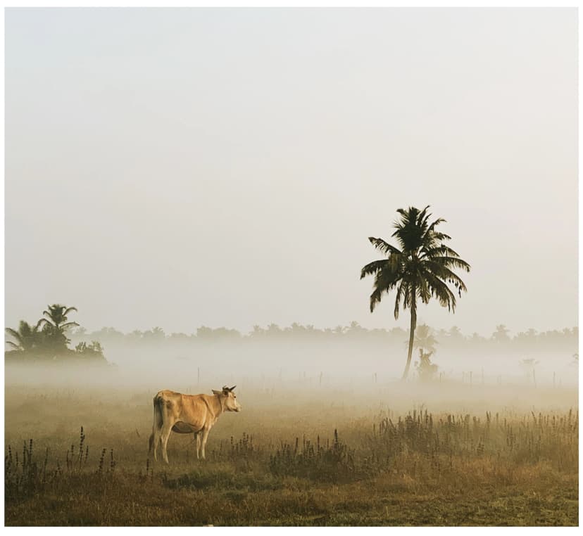landscape image